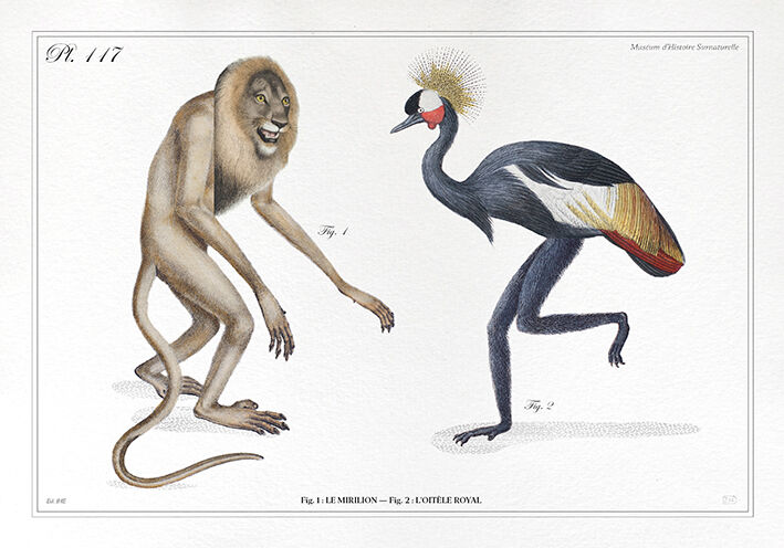 Set of 2 chimeras lithograph animal engraving