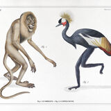 Set of 2 chimeras lithograph animal engraving