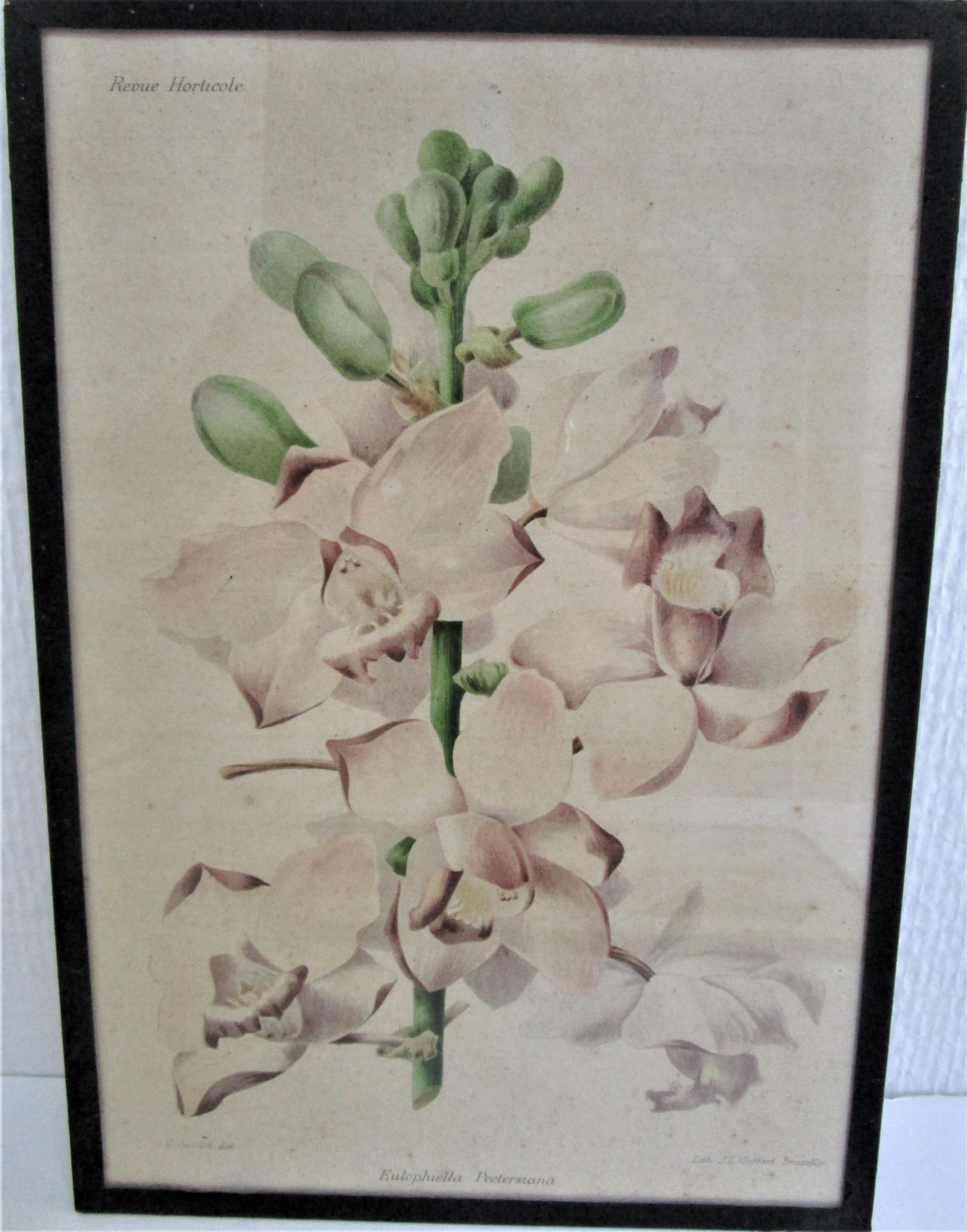 Trois planches botaniques encadrées orchidée rhododendron campanule médium vintage