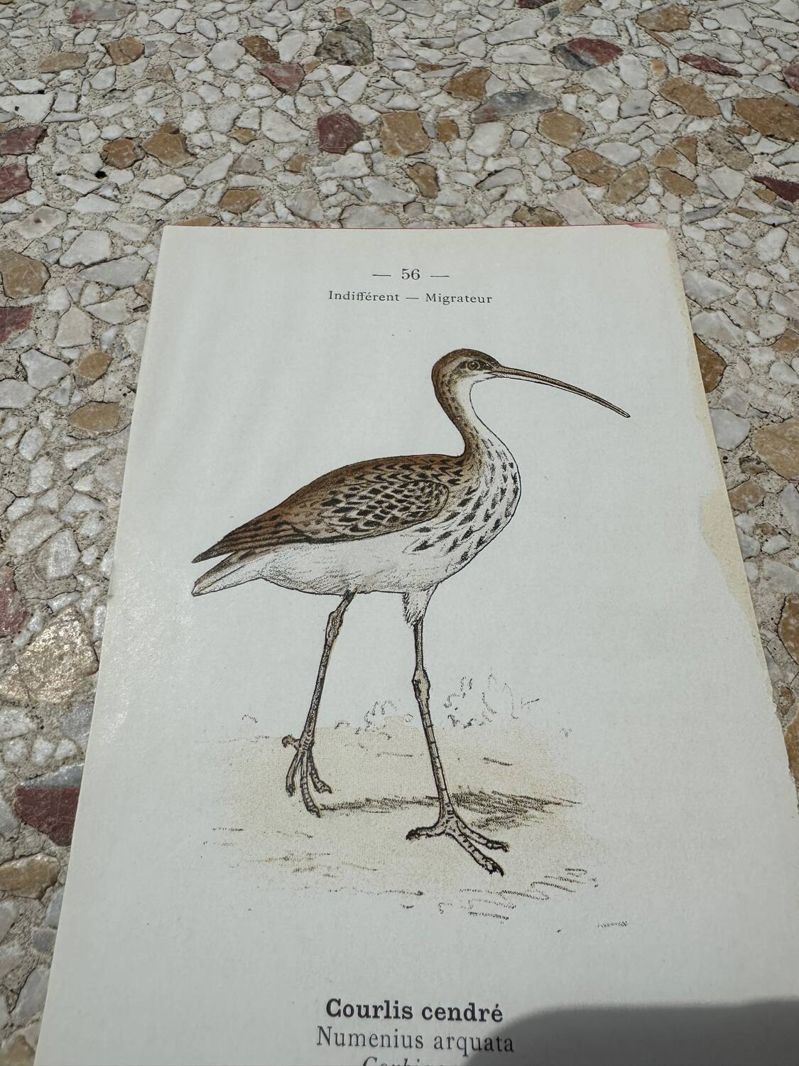 Old botanical engraving naturalist plate 1903 birds