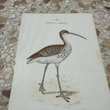 Gravure botanique ancienne planche naturaliste 1903 oiseaux