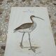 Gravure botanique ancienne planche naturaliste 1903 oiseaux