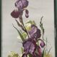 Old oil painting on paper – Bouquet of irises – Framed