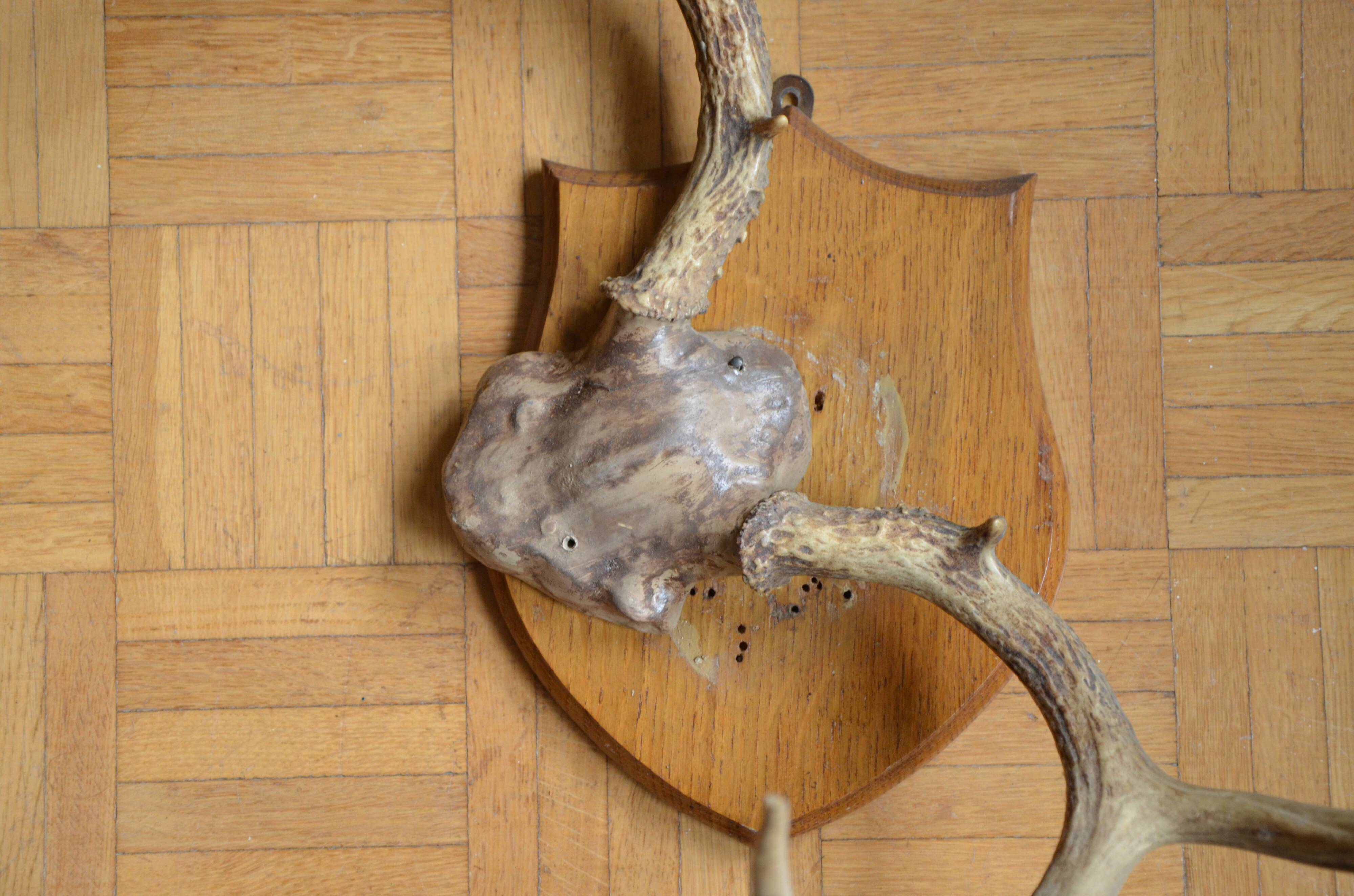 White-tailed deer massacre