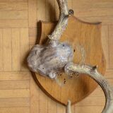 White-tailed deer massacre