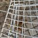 Lot de 4 chaises Wire de Harry Bertoia pour Knoll