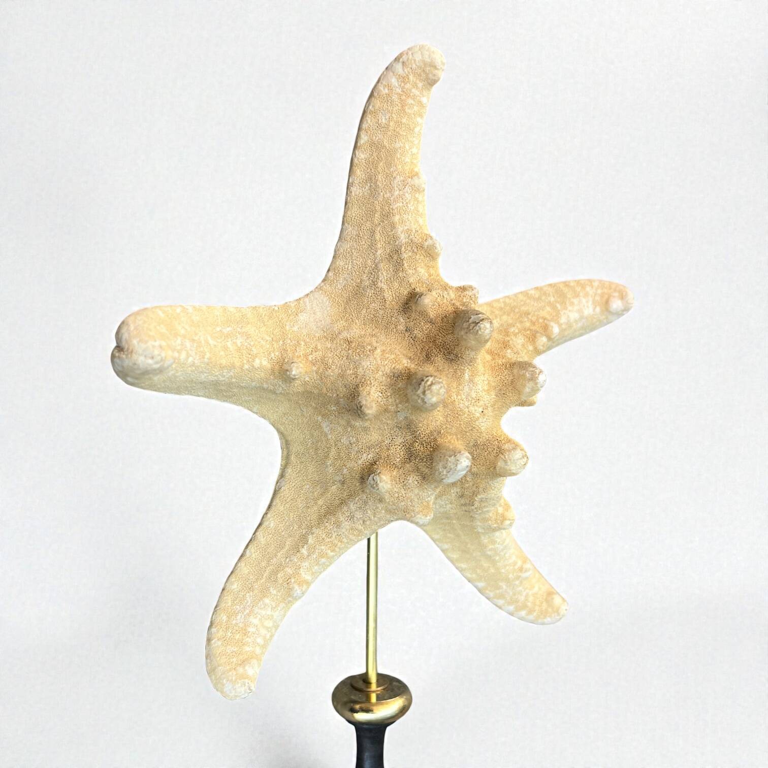 Starfish on a turned wooden base, late 19th century - cabinet of curiosities