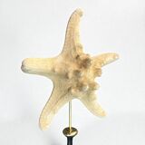 Starfish on a turned wooden base, late 19th century - cabinet of curiosities