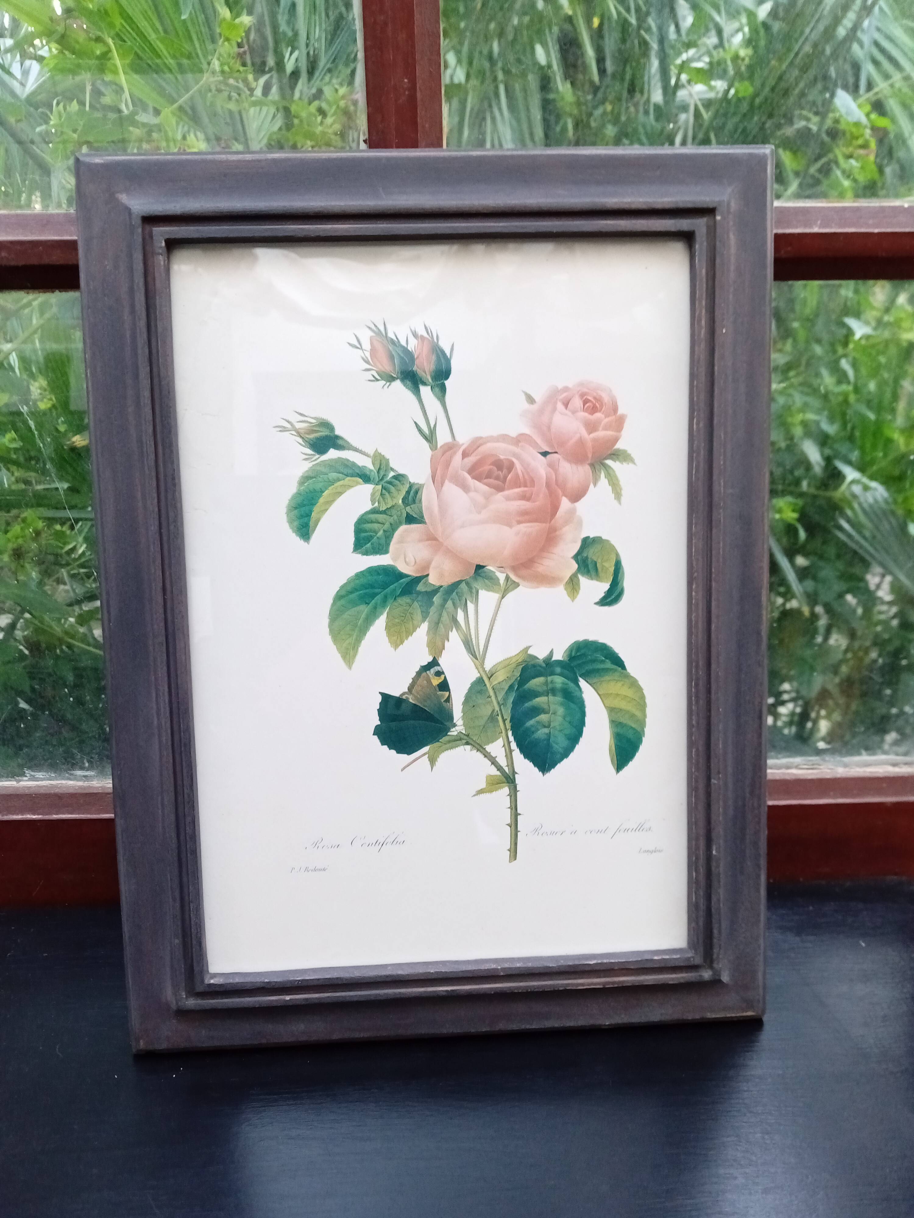 Botanical plate by Redouté