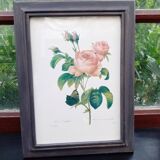 Botanical plate by Redouté