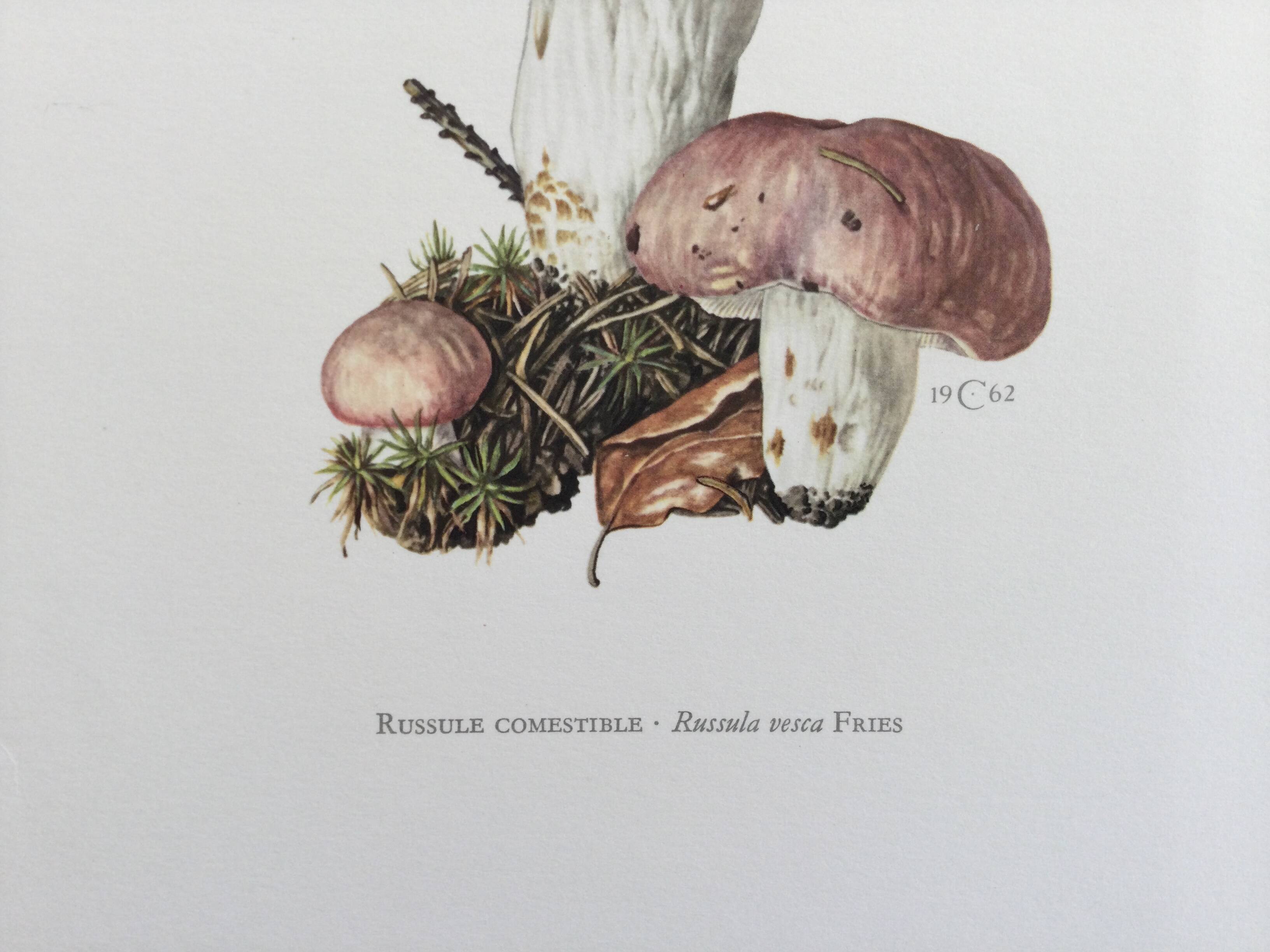 Botanical Illustration Mushrooms Russula Vintage Print 60s