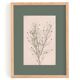 Painting on paper botanical herbarium series signed Eawy