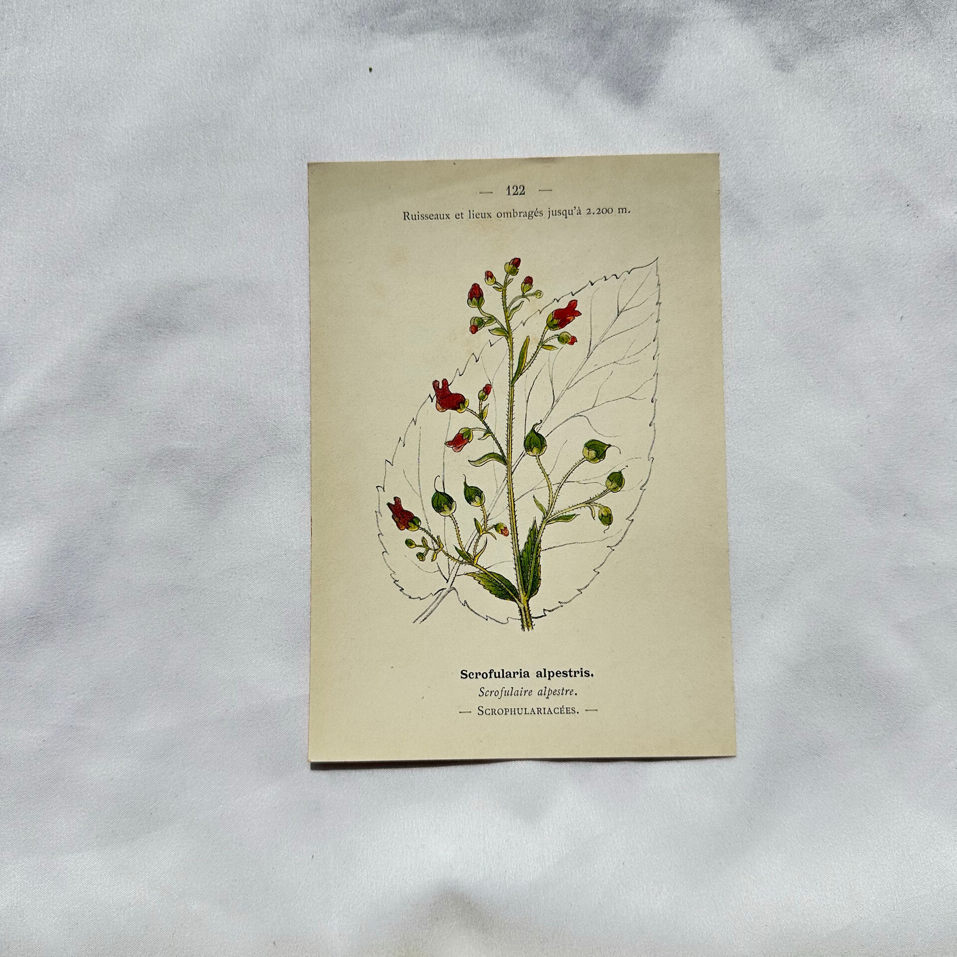 19th-century botanical engraving, double-sided, hand-coloured, naturalist work.