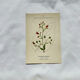 19th-century botanical engraving, double-sided, hand-coloured, naturalist work.