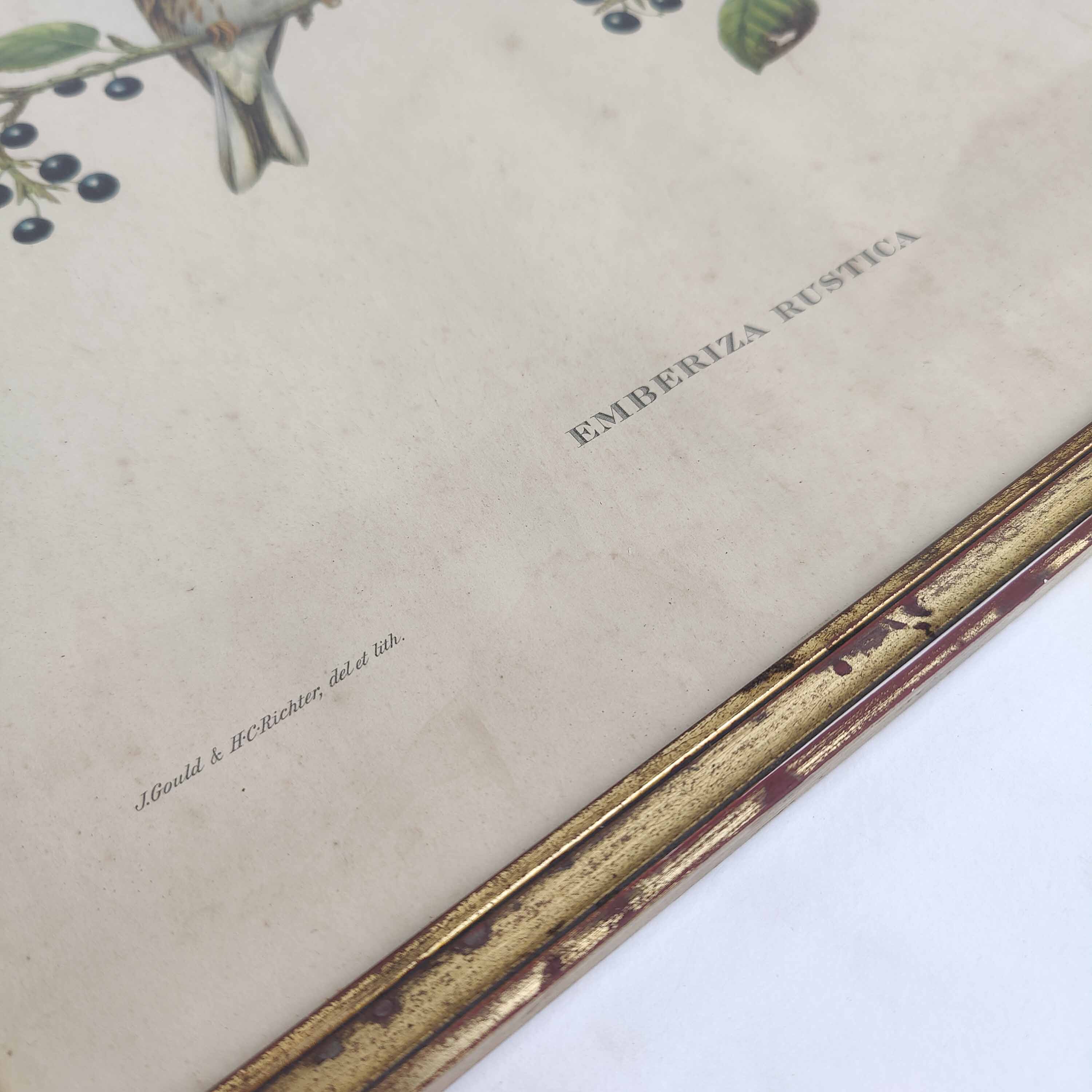 Lithograph vintage bird couple by J. Gould and H-C Richter golden frame