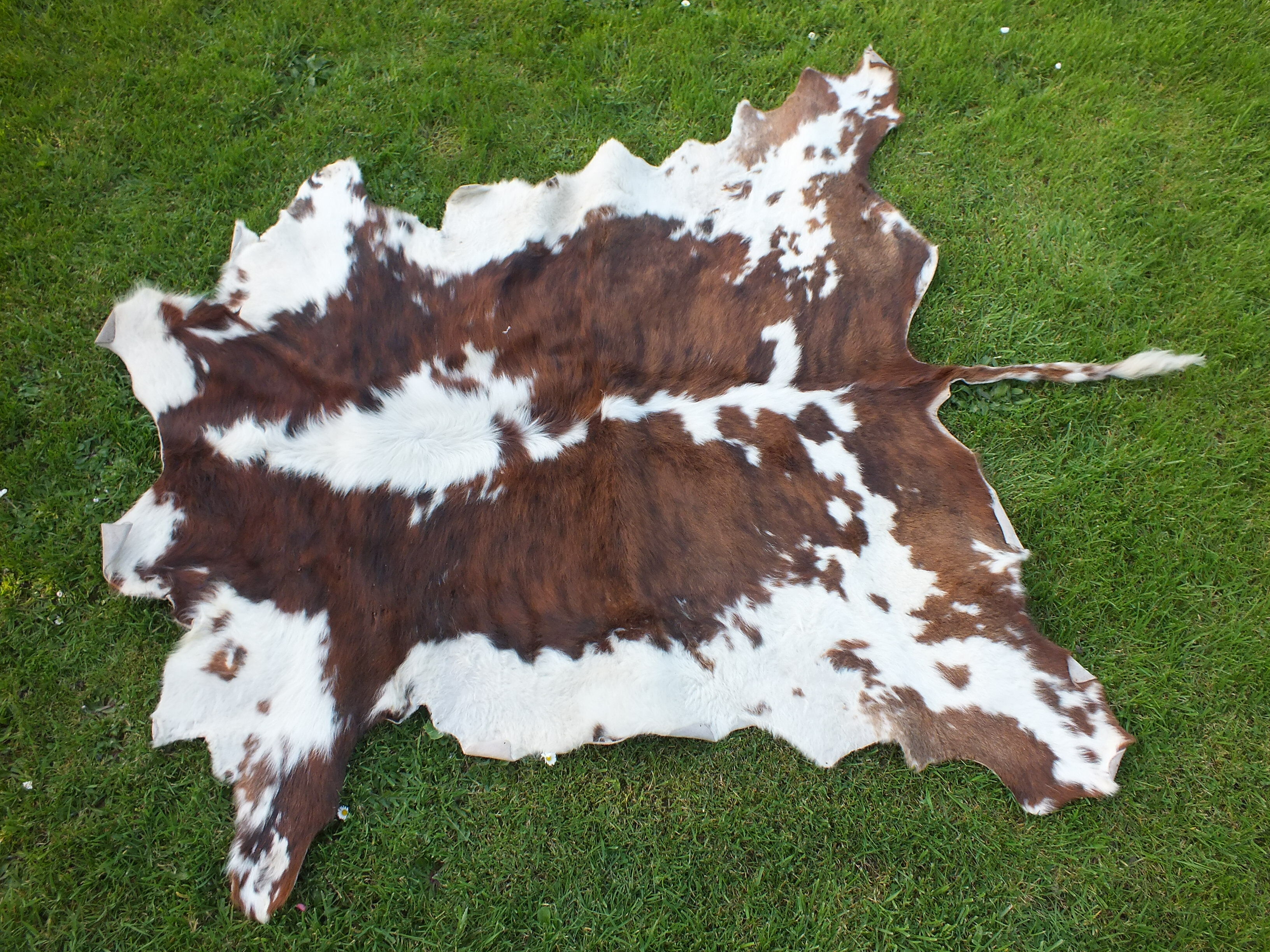 Old large vintage Norman cowhide carpet - Space age 1970
