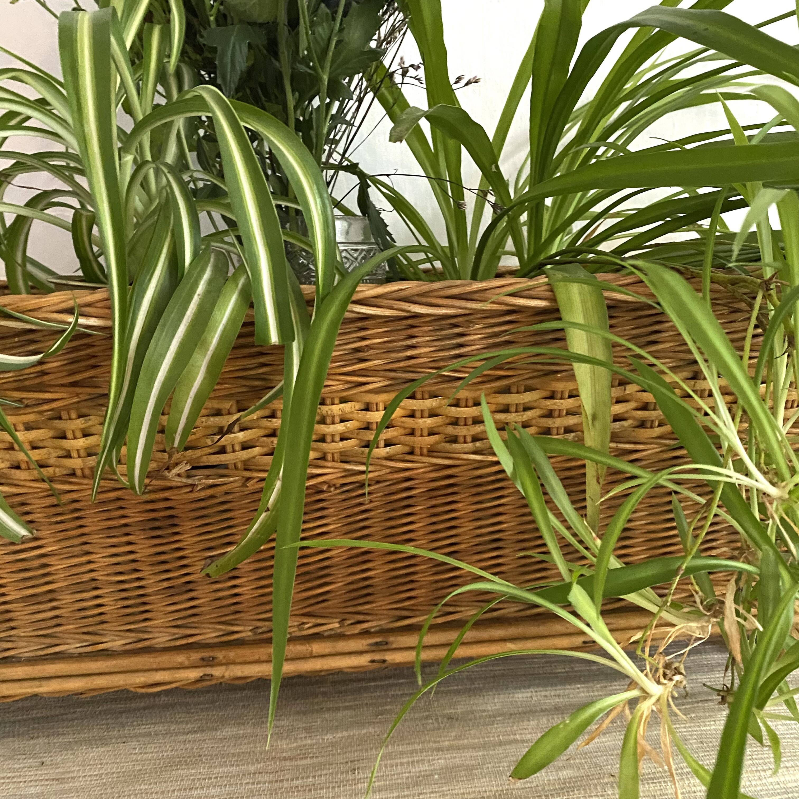 Grande jardinière en rotin