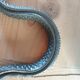Serpent rappe a bois