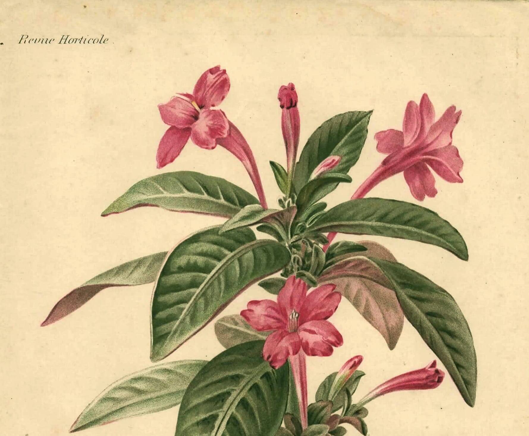 Antique botanical engraving from 1896. Descamps-Sabouret. Ruellia. Flower