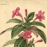 Antique botanical engraving from 1896. Descamps-Sabouret. Ruellia. Flower