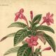 Antique botanical engraving from 1896. Descamps-Sabouret. Ruellia. Flower