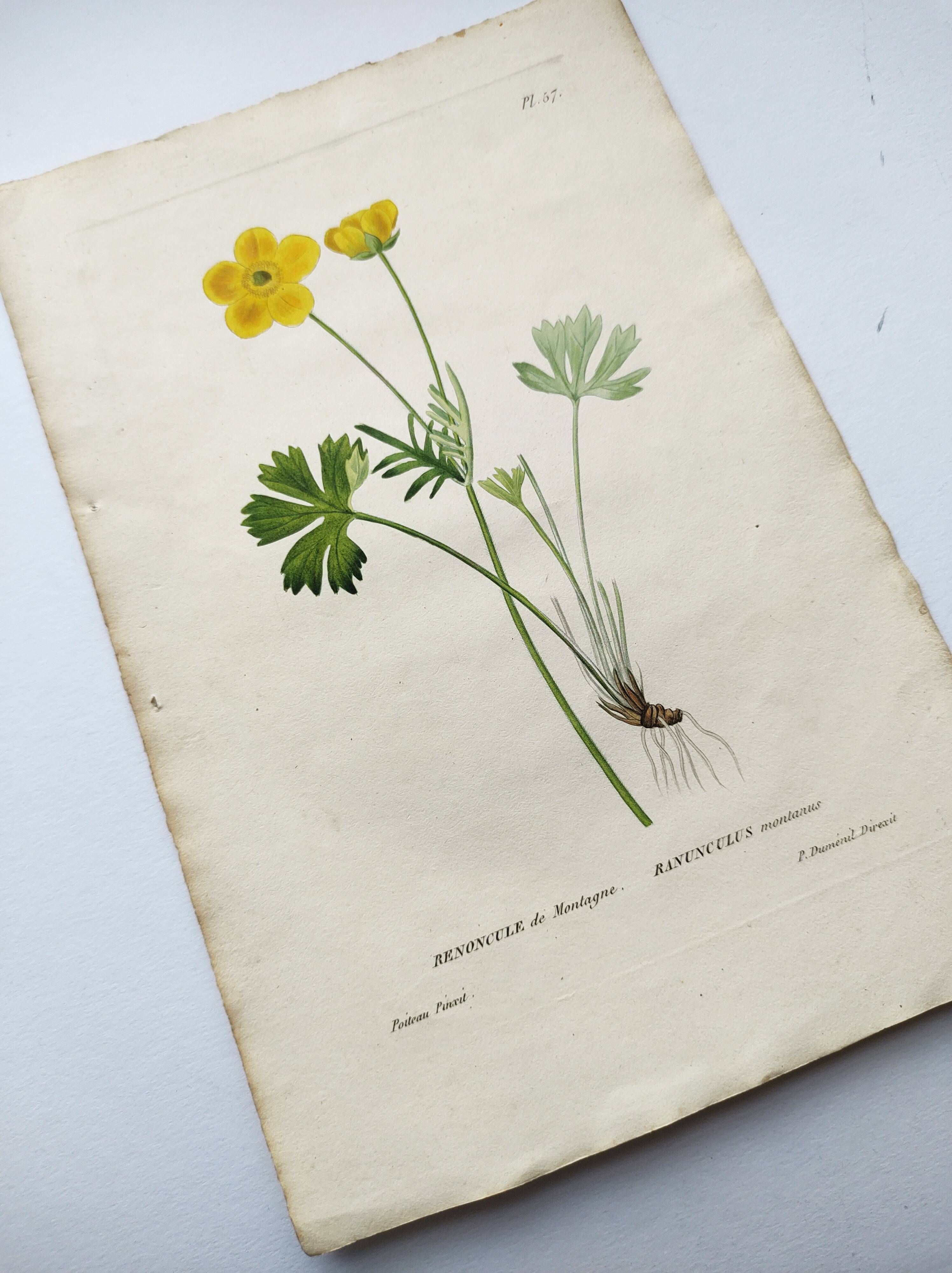 Antique botanical engraving from 1829 - Mountain Buttercup - By PA Poiteau. Hand colored.