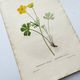 Antique botanical engraving from 1829 - Mountain Buttercup - By PA Poiteau. Hand colored.