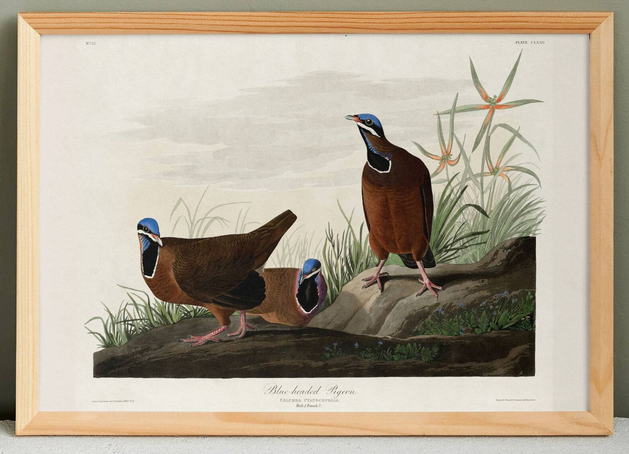 Affiche sur le Pigeon à tête bleue, d’après une gravure ancienne de 1827.