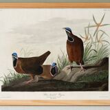 Poster about the Blue-headed Pigeon, after an old engraving from 1827.