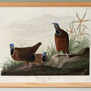 Affiche sur le Pigeon à tête bleue, d’après une gravure ancienne de 1827.