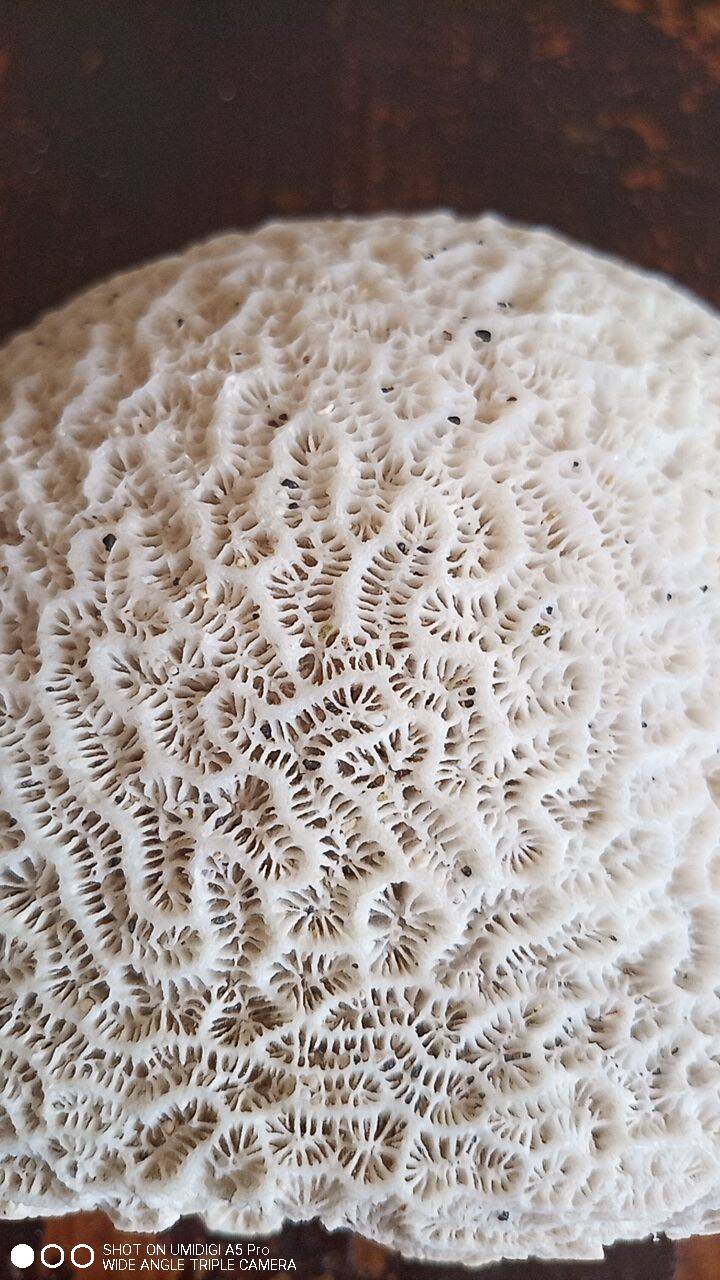 white coral "brain" - 836 grams - 13.5 x 9.8 x 8 cm