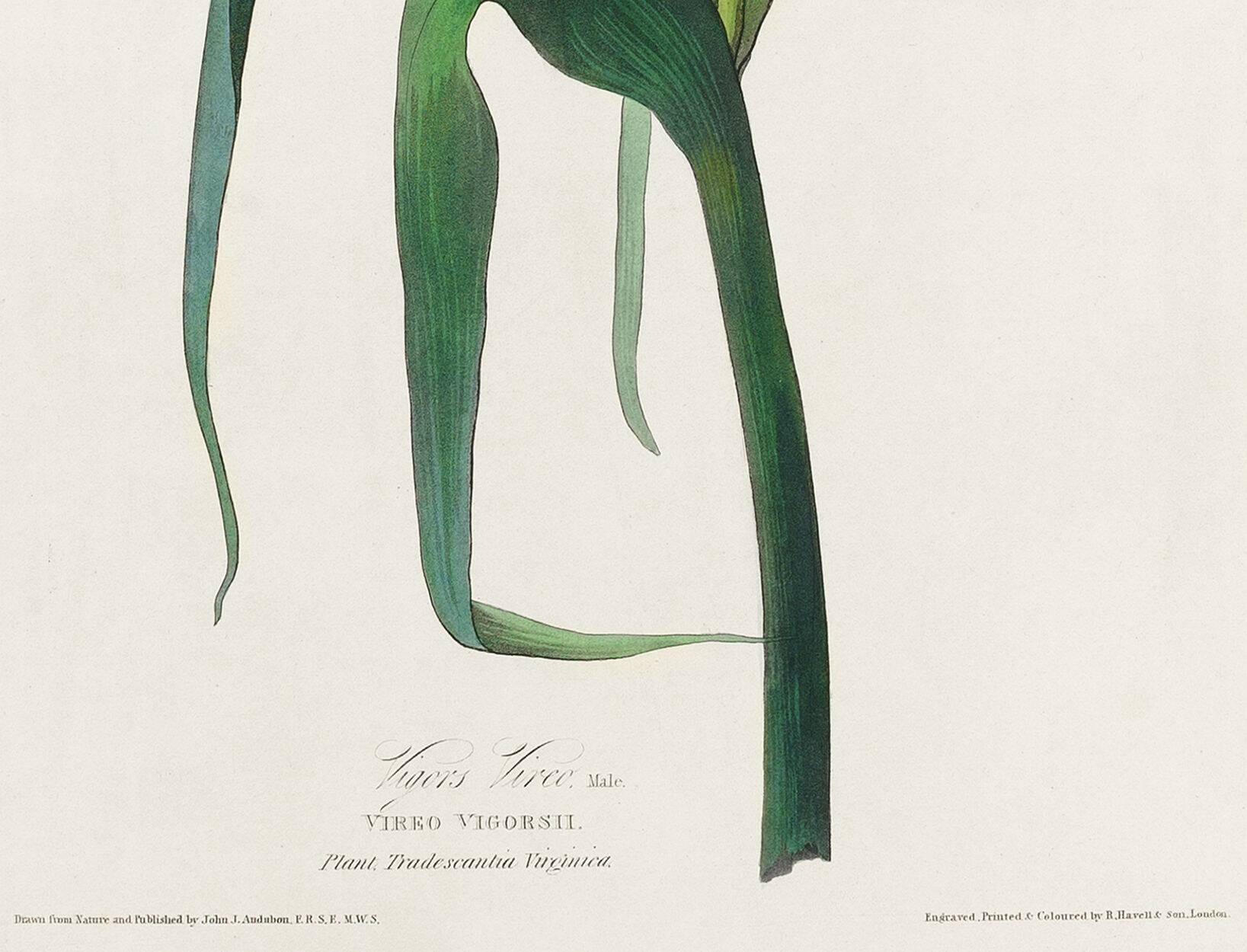 Poster about Vigor's Warbler, after an old engraving from 1827.