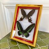 Naturalized butterfly frame