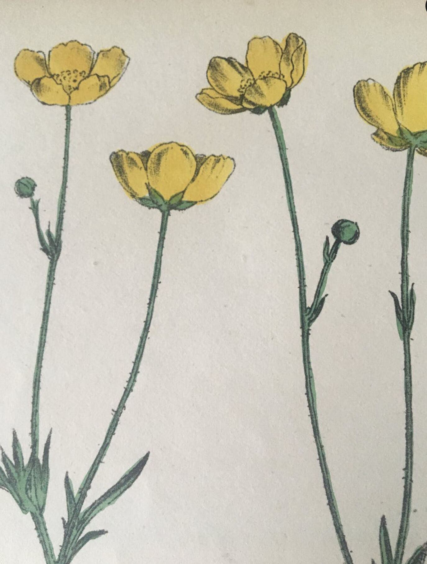 Original botanical plank 1878