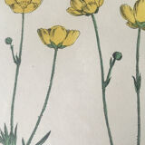 Original botanical plank 1878