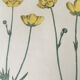 Planche botanique originale 1878