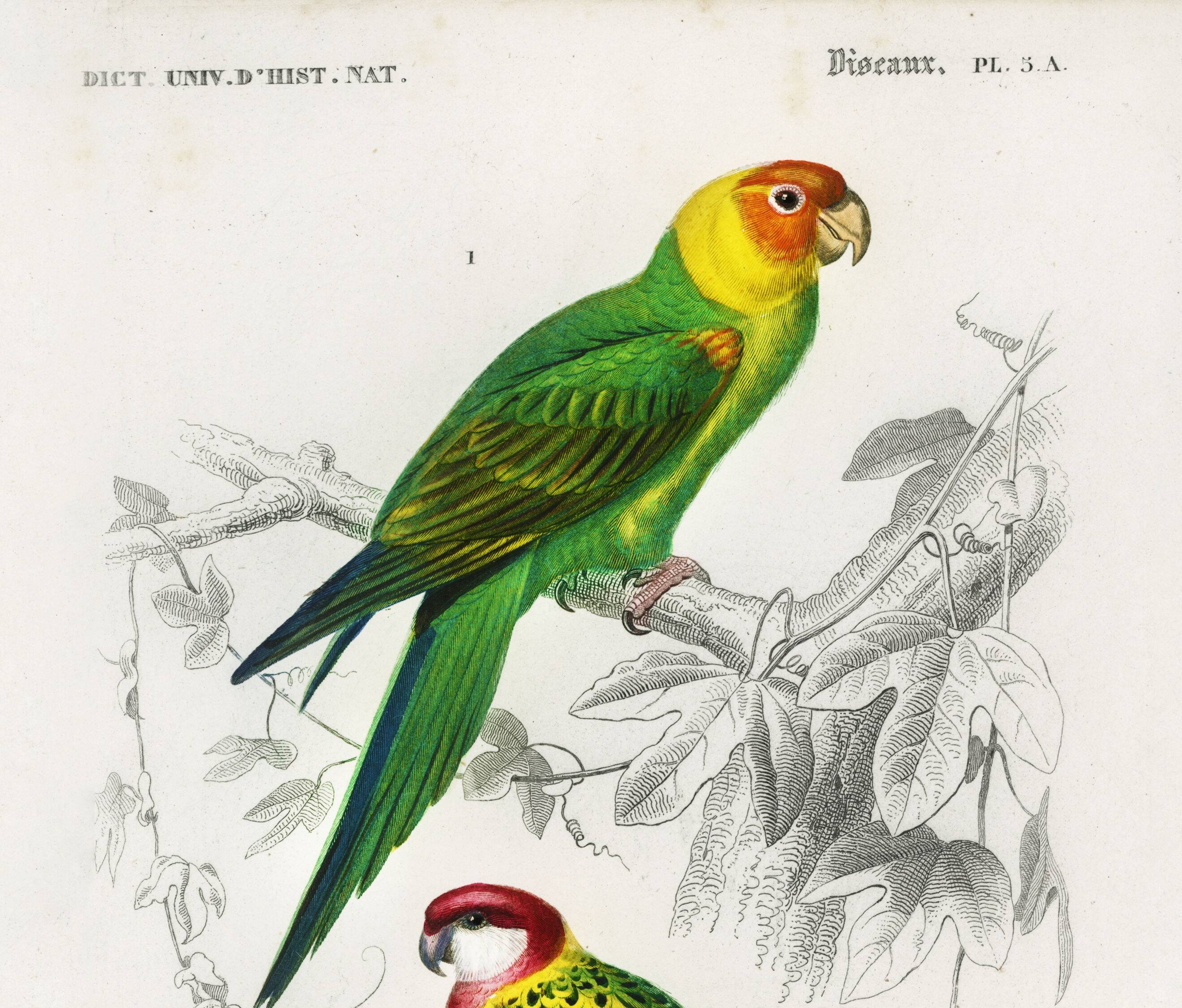 Poster about colorful parakeets, based on an old engraving from 1849.