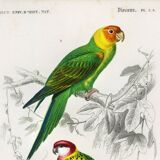 Poster about colorful parakeets, based on an old engraving from 1849.