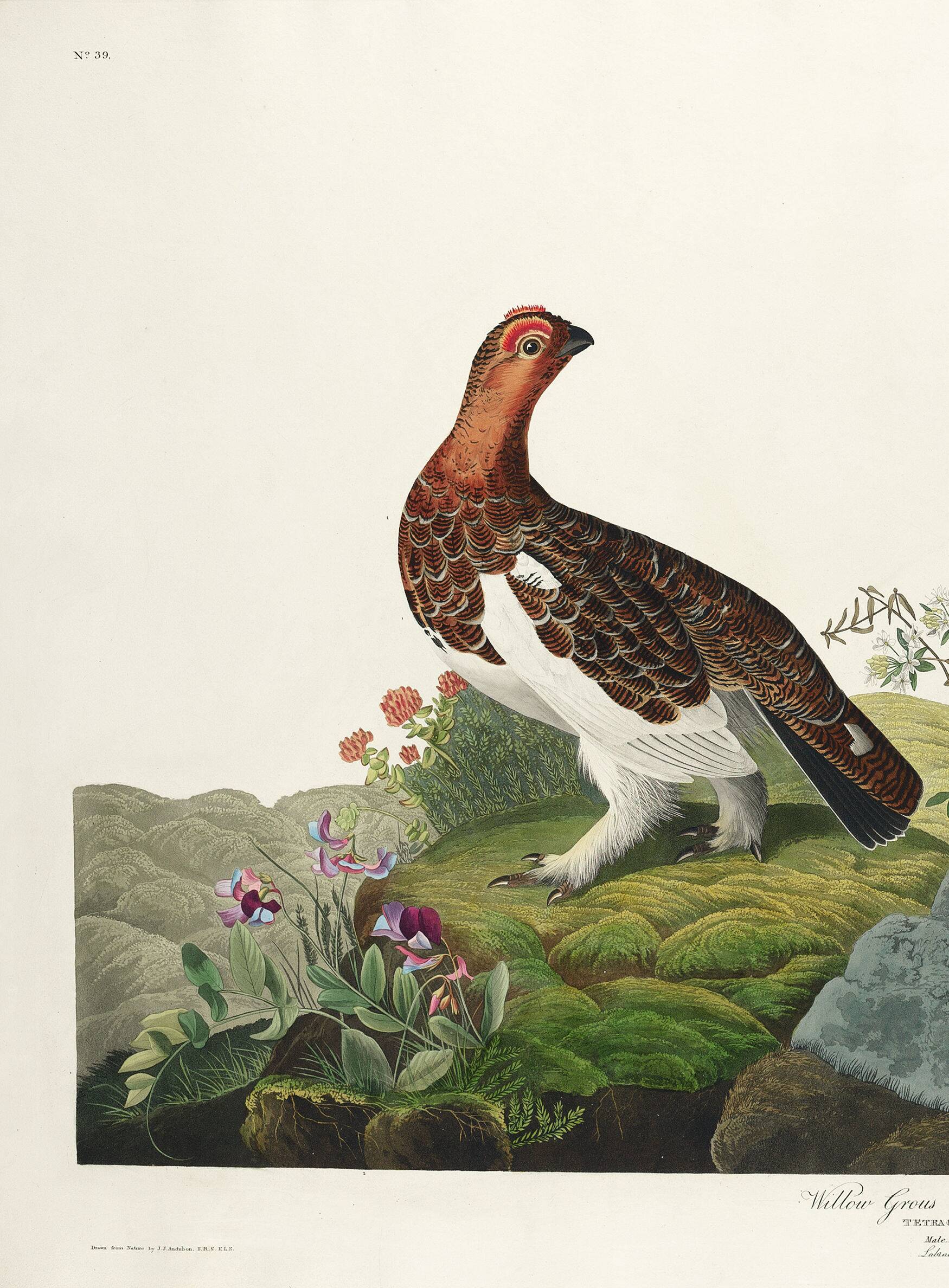 Poster about the Willow Ptarmigan, based on an old engraving from 1827.