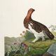 Poster about the Willow Ptarmigan, based on an old engraving from 1827.