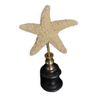 Cabinet of Curiosities starfish oreasteridae sp. on base