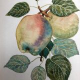 Old botanical lithograph patricia kounakowitch