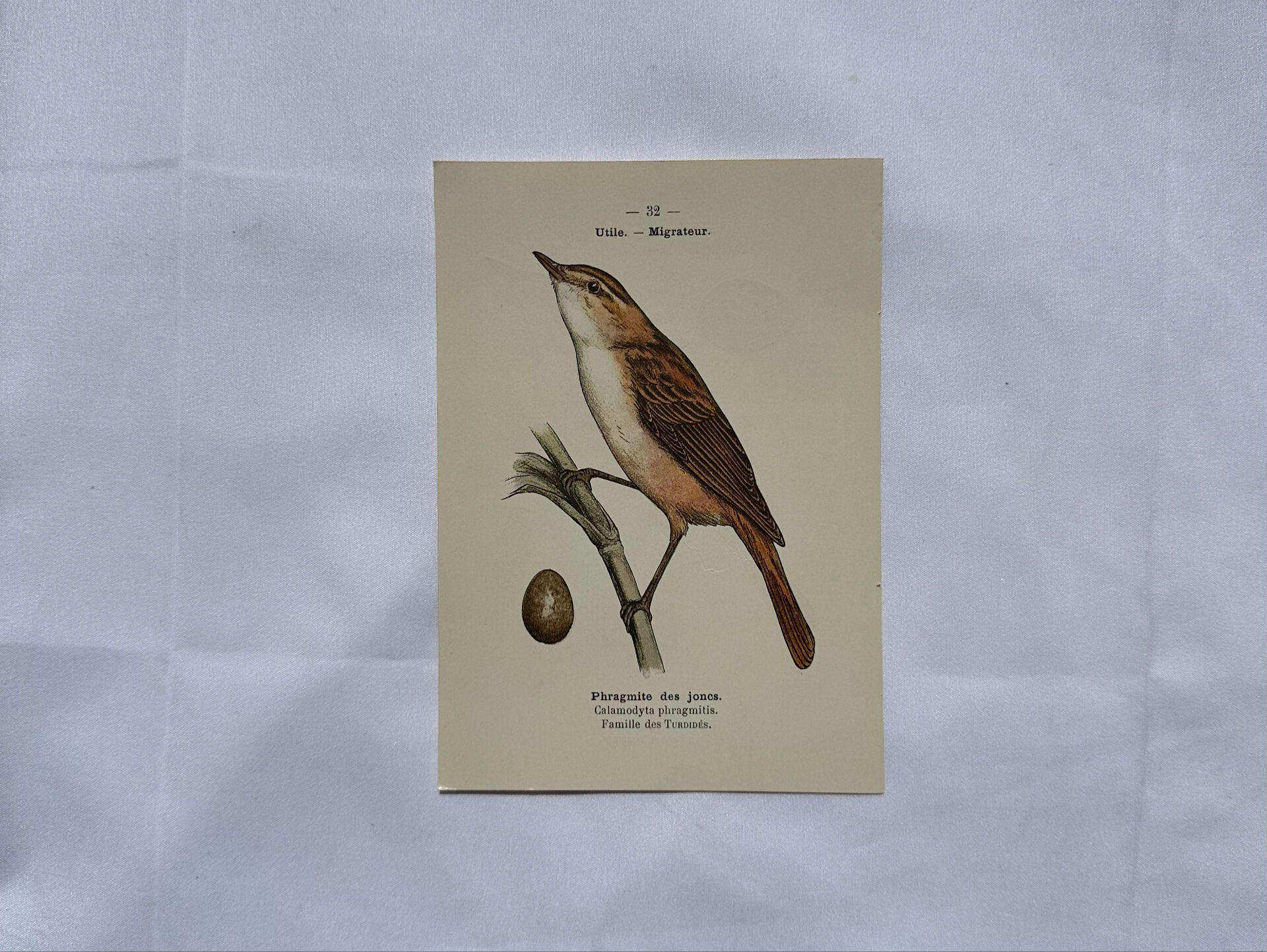 Planche Botanique Gravure oiseaux naturaliste  19eme recto verso  A
