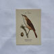 Planche Botanique Gravure oiseaux naturaliste  19eme recto verso  A