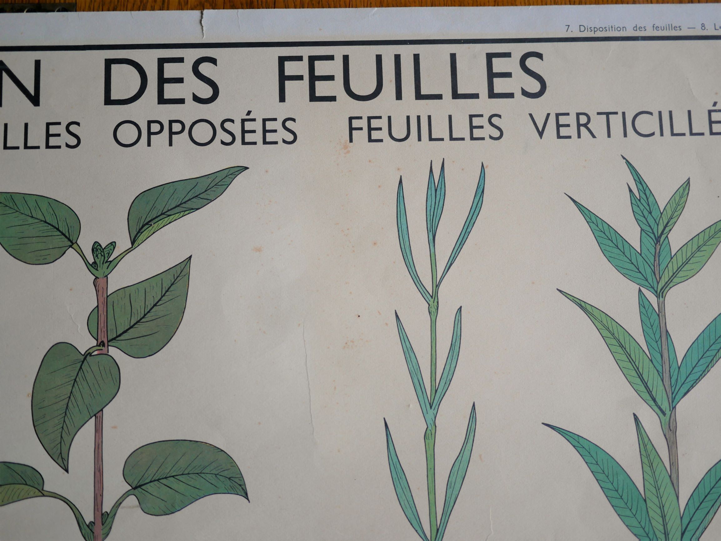 Affiche botanique d'école vintage « Disposition des Feuilles »