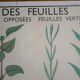 Affiche botanique d'école vintage « Disposition des Feuilles »
