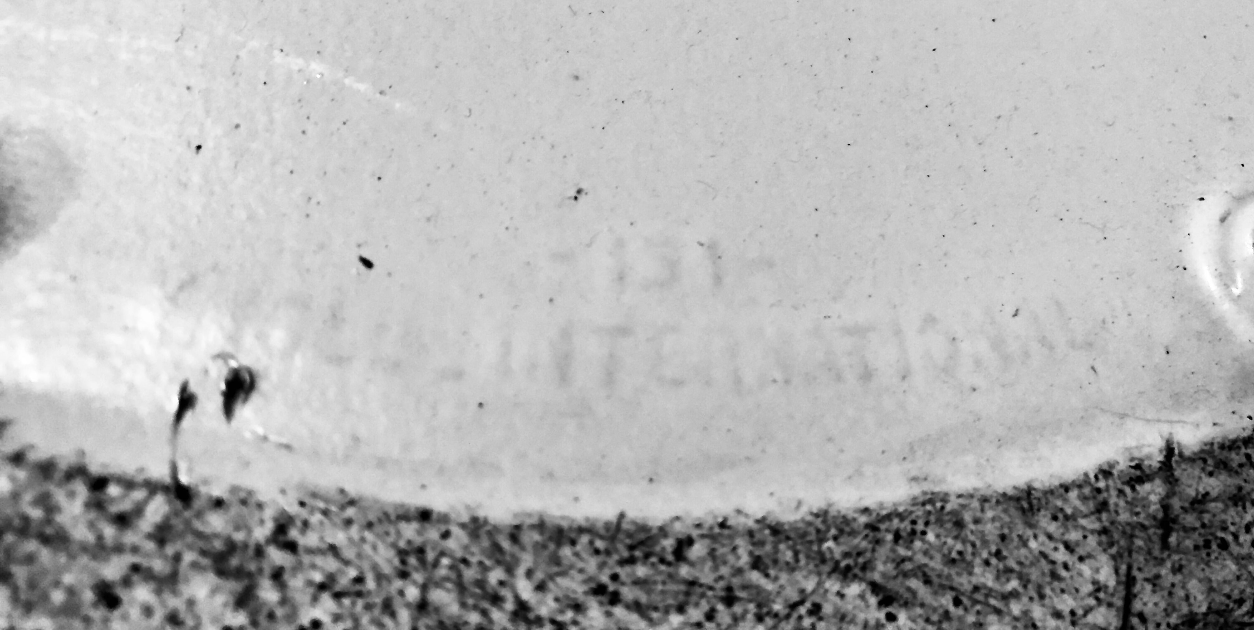 Ste of 5 "Tulip chairs" by Eero Saarinen for Knoll in the late 1950s