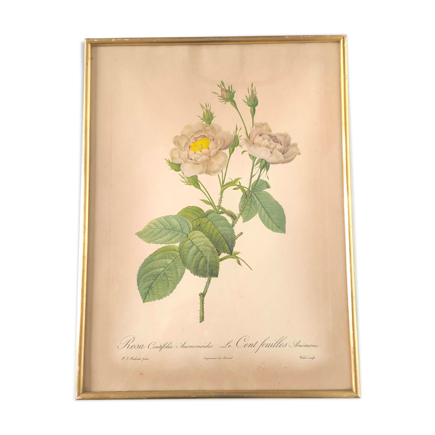 Botanical plate Rose Dreaded