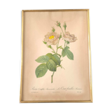 Botanical plate Rose Dreaded