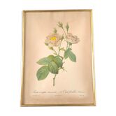 Botanical plate Rose Dreaded